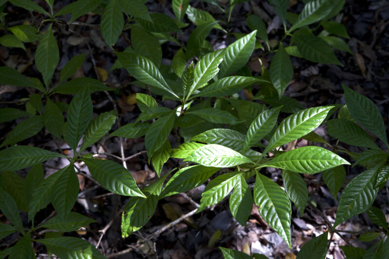 Wild Coffee Plant at Windley Key Fossil Reef Geological State Park