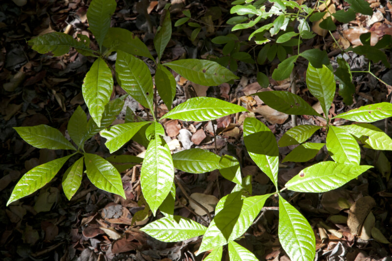 Wild Coffee Plants with Glossy Green Leaves