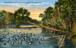 Wild Ducks on the St. Johns River