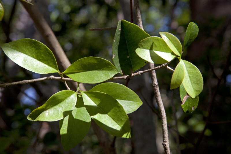 Wild Lime Leaves