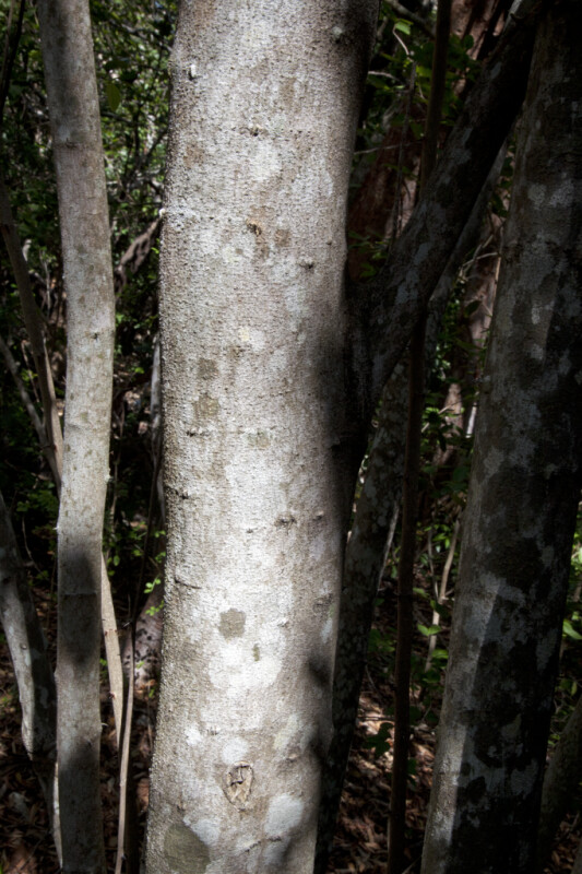Wild Lime Tree Trunk