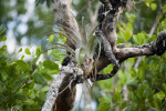 Wild Pine Air Plant