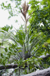 Wild Pine Air Plant