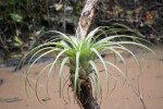 Wild Pine on Tree