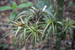 Wild Pine Plant at Long Pine Key of Everglades National Park