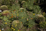 Wildflowers and Cacti