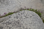 Wildflowers Growing around the Base of a Boulder