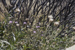 Wildflowers Growing near Burned Bushes