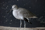 Willet at The Florida Aquarium