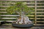 Willow Leaf Ficus in a Black Oval Container