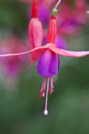 Willowherb Hybrid Flower