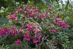 Willowherb Hybrid Tree