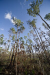 Wilting Plant and Slash Pines