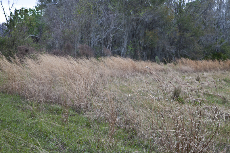 Wind Blowing Through Grasses at Colt Creek State Park