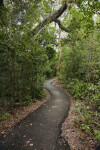 Winding Asphalt of the Gumbo Limbo Trail