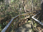 Winding Boardwalk