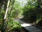 Winding Boardwalk