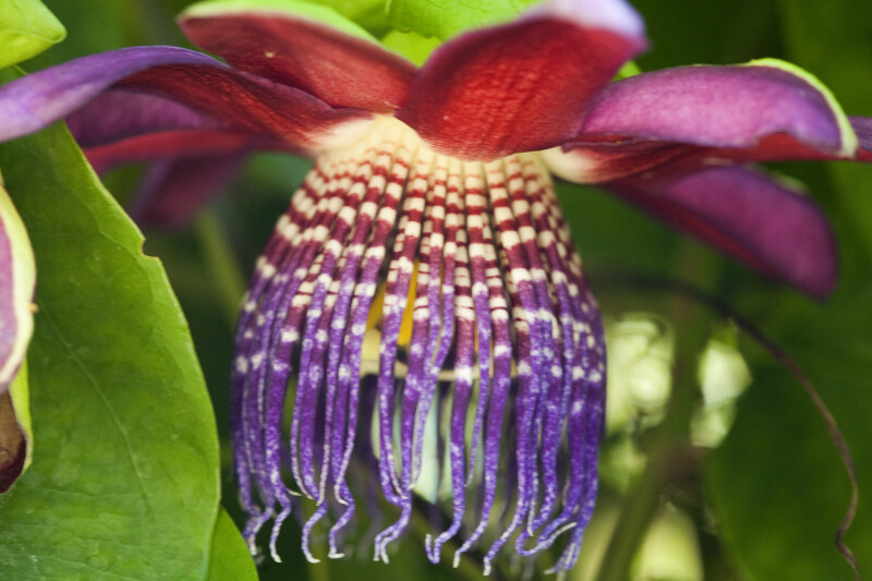 Winged-Stemmed Passion Flower