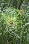 Wiry Papyrus Plant Leaves