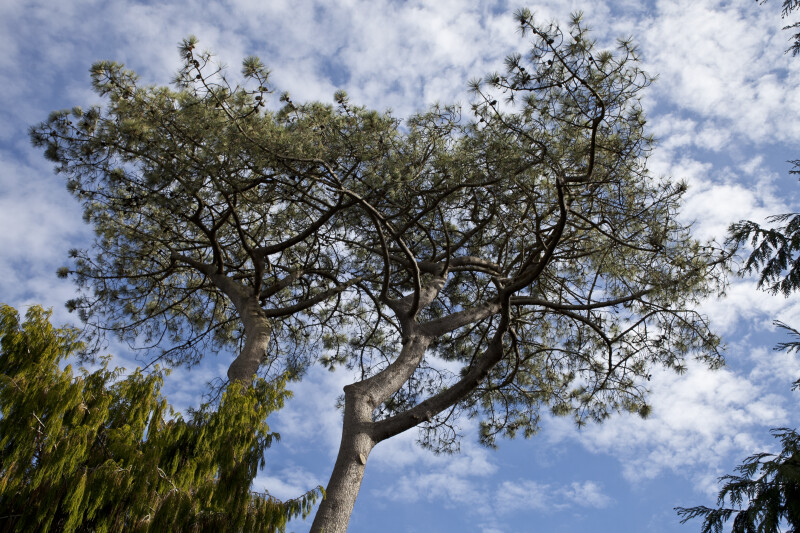 Wiry Pine Tree