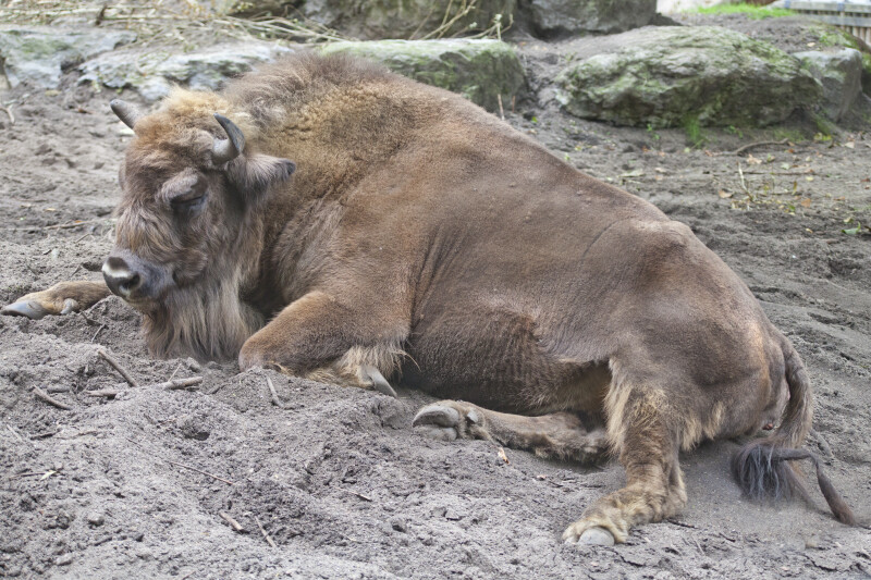 Wiset Resting in Dirt at the Artis Royal Zoo