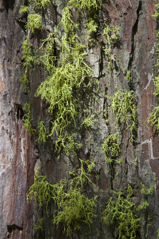 Wolf Lichens Growing on Reddish-Brown Bark