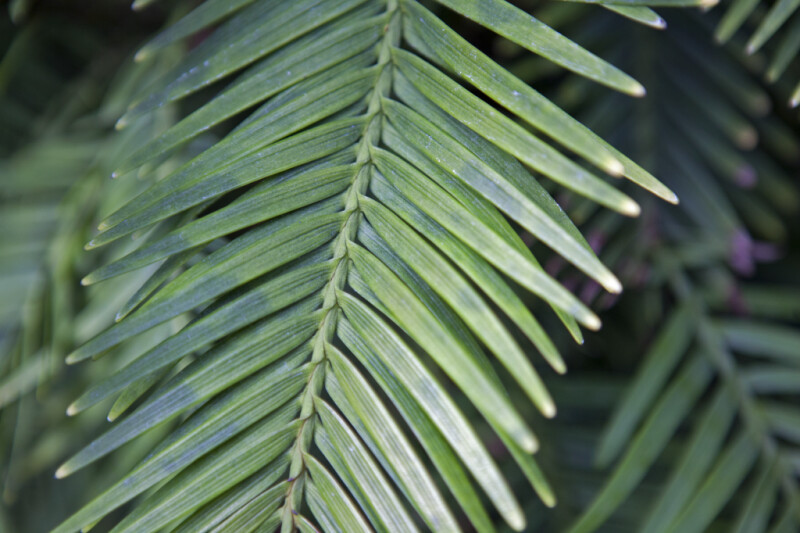 Wollemi Pine Leaves