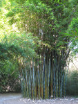 Wong Chuk Bamboo