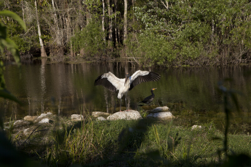 Wood Stork Displaying its White and Black Feathers