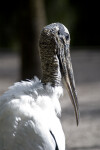 Wood Stork Head