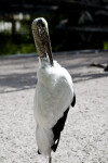 Wood Stork