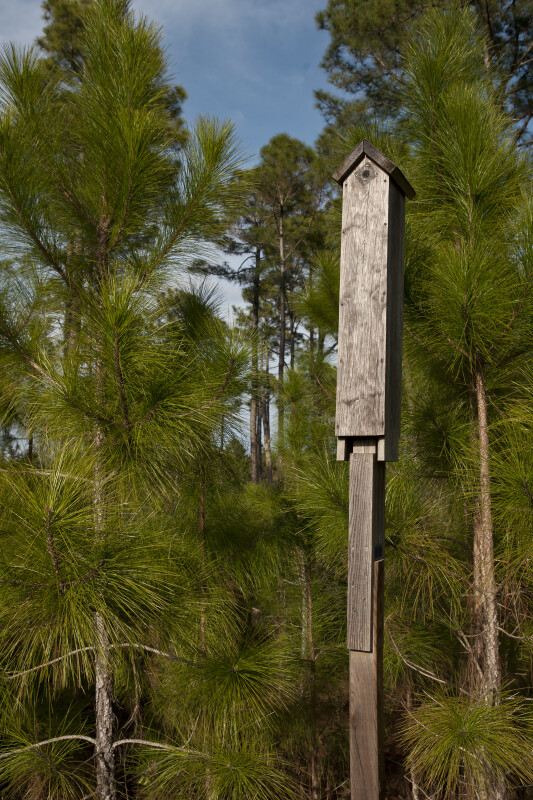Wooden Bird Feeder Amongst Pine Trees
