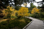 Wooden Boardwalk at the San Francisco Botanical Garden