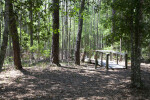Wooden Boardwalk Leading Into a Forest of Cypress Trees