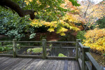 Wooden Boardwalk Near Pond and Trees