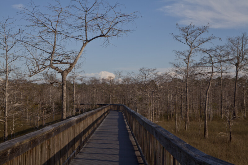 Wooden Boardwalk Surrounded by Bare Dwarf Bald Cypress Trees