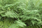 Woods Fern at the Kanapaha Botanical Gardens