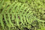 Woods Fern Branch at the Kanapaha Botanical Gardens