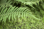 Woods Fern Branch