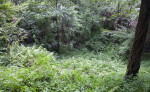 Woods Ferns in a Sinkhole at the Kanapaha Botanical Gardens