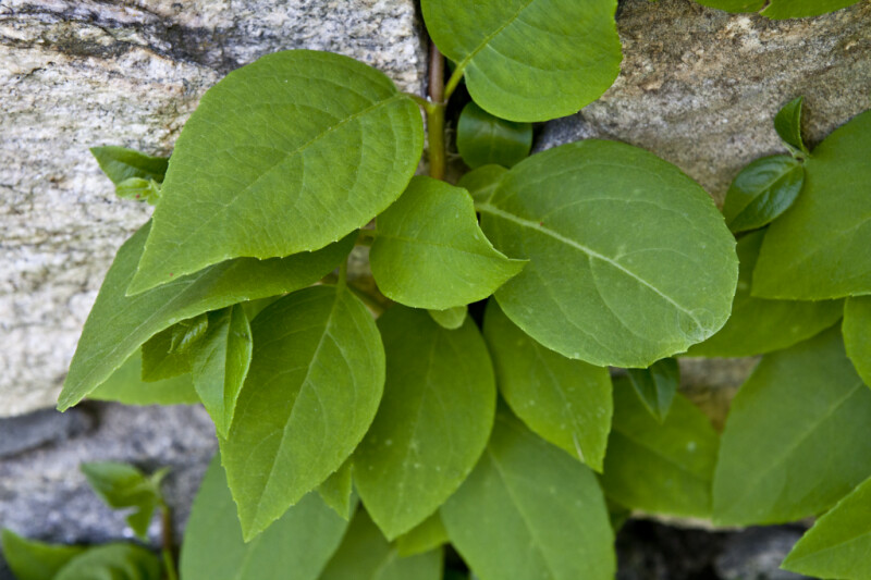 Woodvamp Vine Growing up a Wall at the Arnold Arboretum of Harvard University