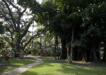 Wray House and Banyan