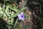 Wrinkled, Purple Flower