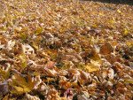 Yard Filled with Fallen Yellow Leaves