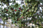 Yaupon Holly at the San Antonio Botanical Garden