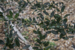 Yaupon Holly Branches and Leaves