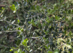 Yaupon Holly