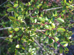 Yaupon Leaves