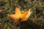 Yellow American Sweetgum Leaf