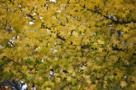 Yellow and Green American Sweetgum Leaves